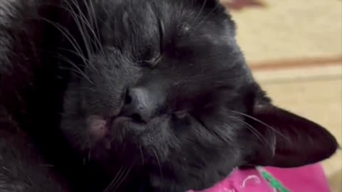 Cute Precious Piper Sleeps in My Lap Again - My Adopted Shelter Cat Vlog #shorts