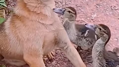 Dog's Comedy Videos 🤣 so cute videos 😍 funny videos 🤣 so cute picture 🖼️