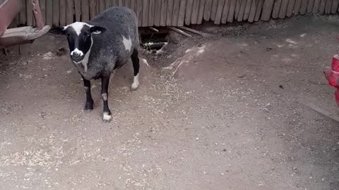 sheep