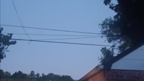 Brown bat