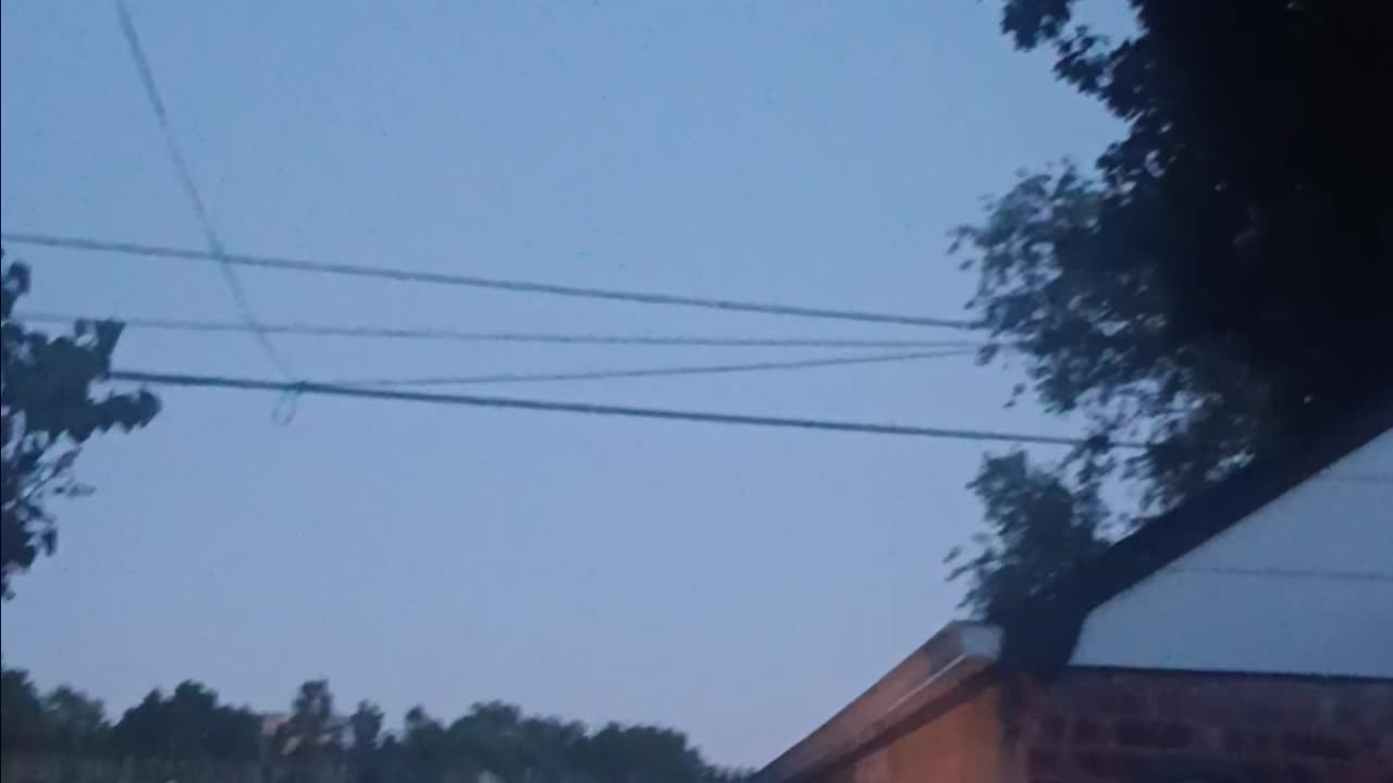 Brown bat
