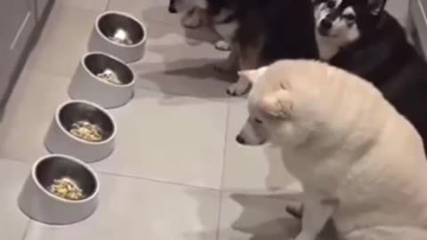 😂 Patiently Waiting! This Cat's Got Patience | FunFM
