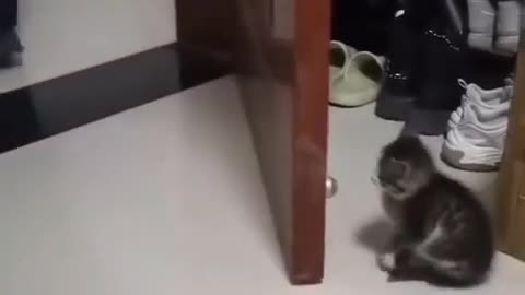 😂🐾 You Won't Believe How Hard He Tried! Funny Animal Fail | FunFM