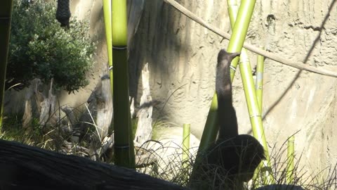 Young bonobo licks a stick of bamboo