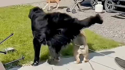 FUNNY ANIMAL COMPILATIONS - PART 15