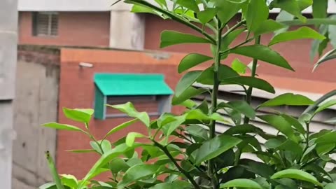 Sirajtech geo grow bag