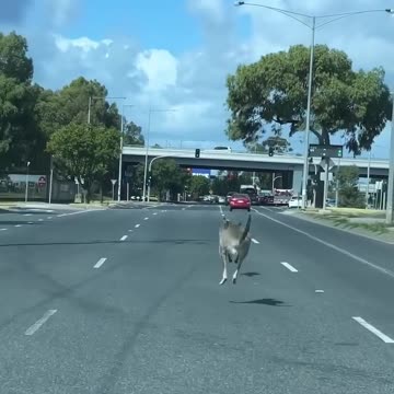 Welcome to Australia 😂😂😂 Kangaroo diaries
