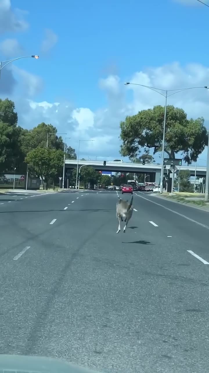 Welcome to Australia 😂😂😂 Kangaroo diaries