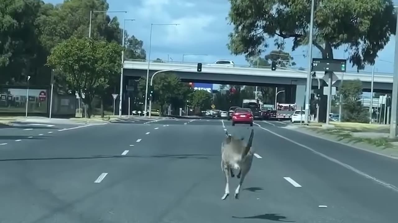 Welcome to Australia 😂😂😂 Kangaroo diaries