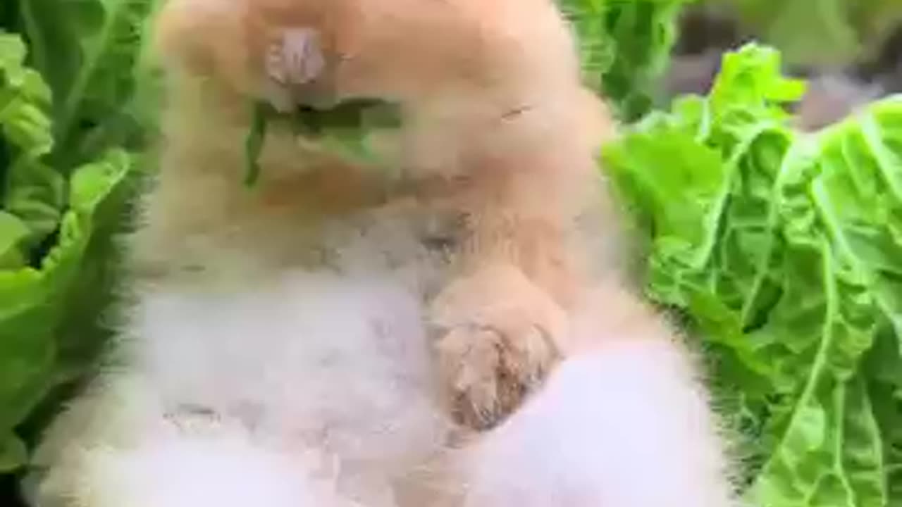 Rabbit eats cabbage while working with grandpa. Cute pet debut plan in the countryside.
