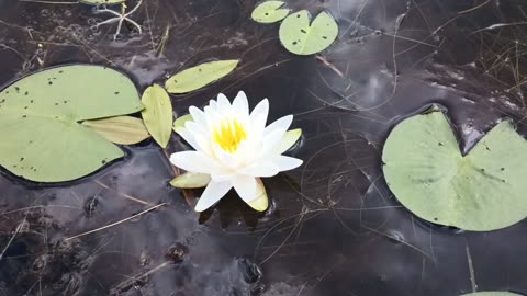 Water Lily
