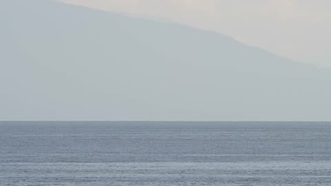 Humpback Whales