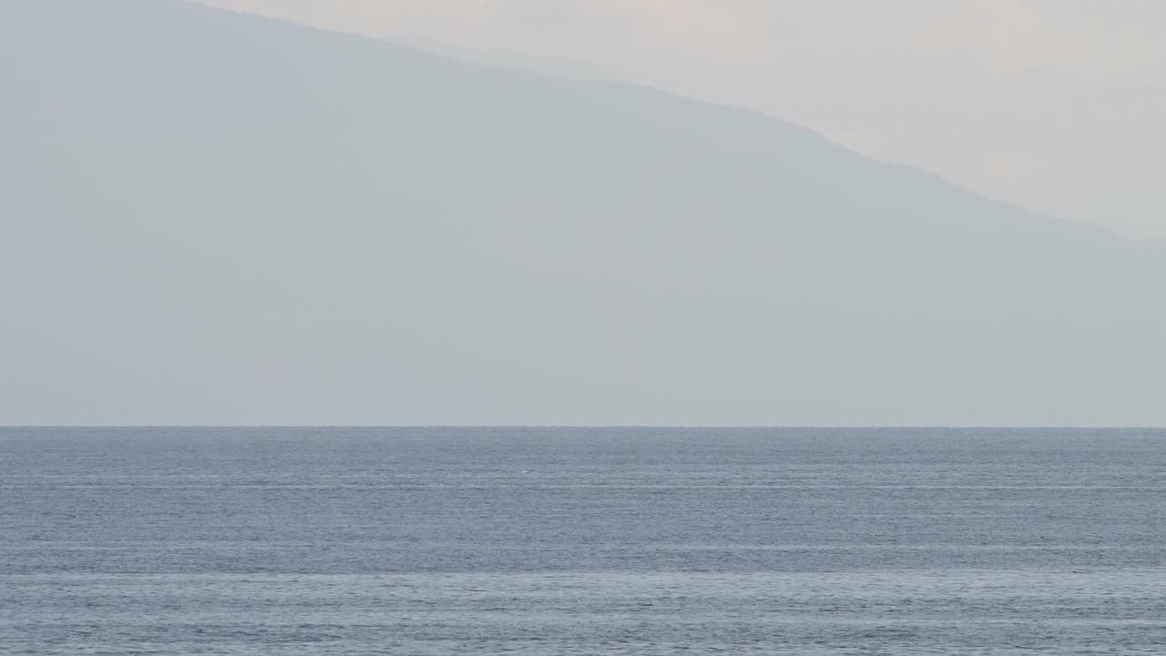 Humpback Whales
