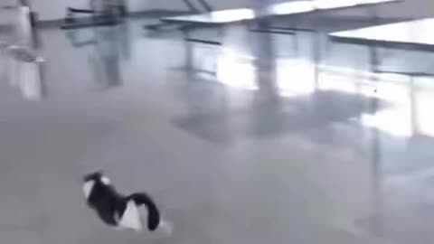 cat core