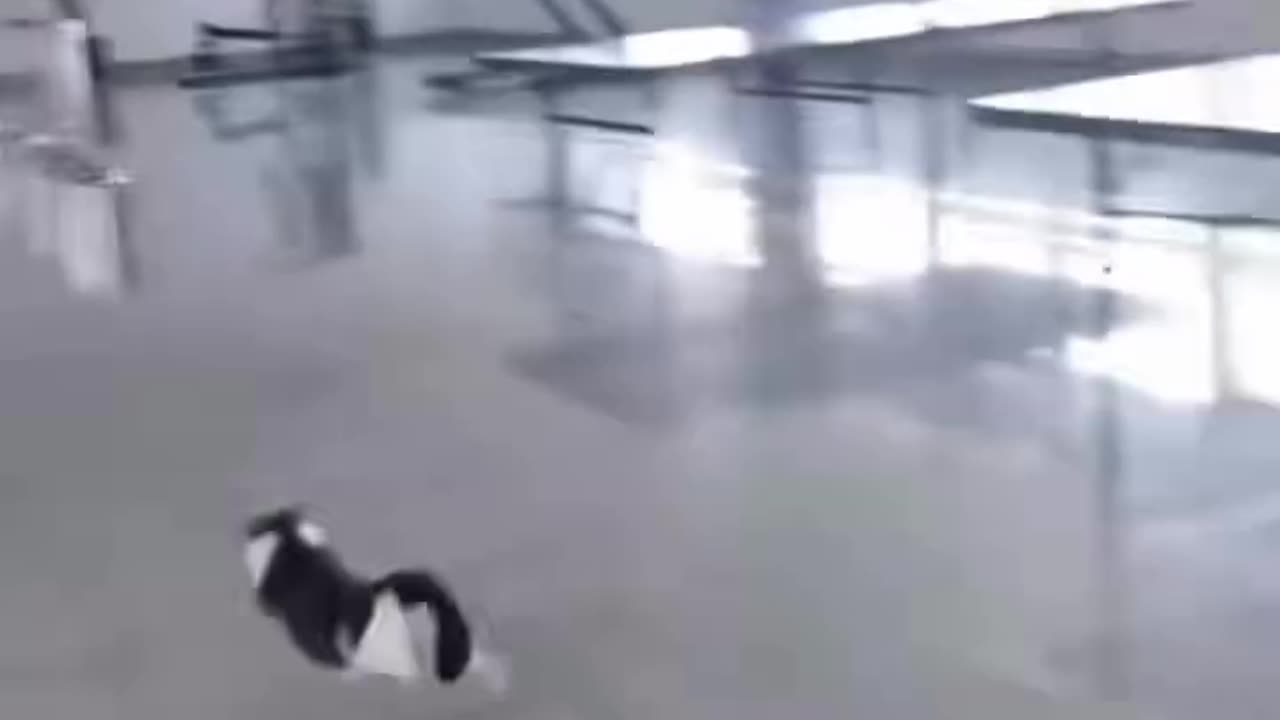 cat core