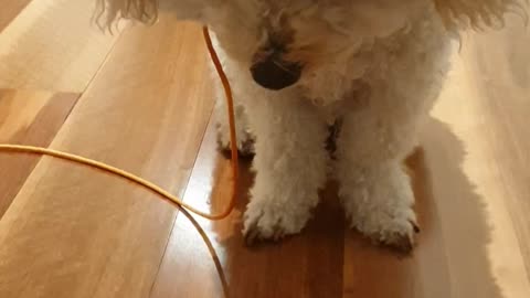 Sit Stay, Leave It on wooden floorboards