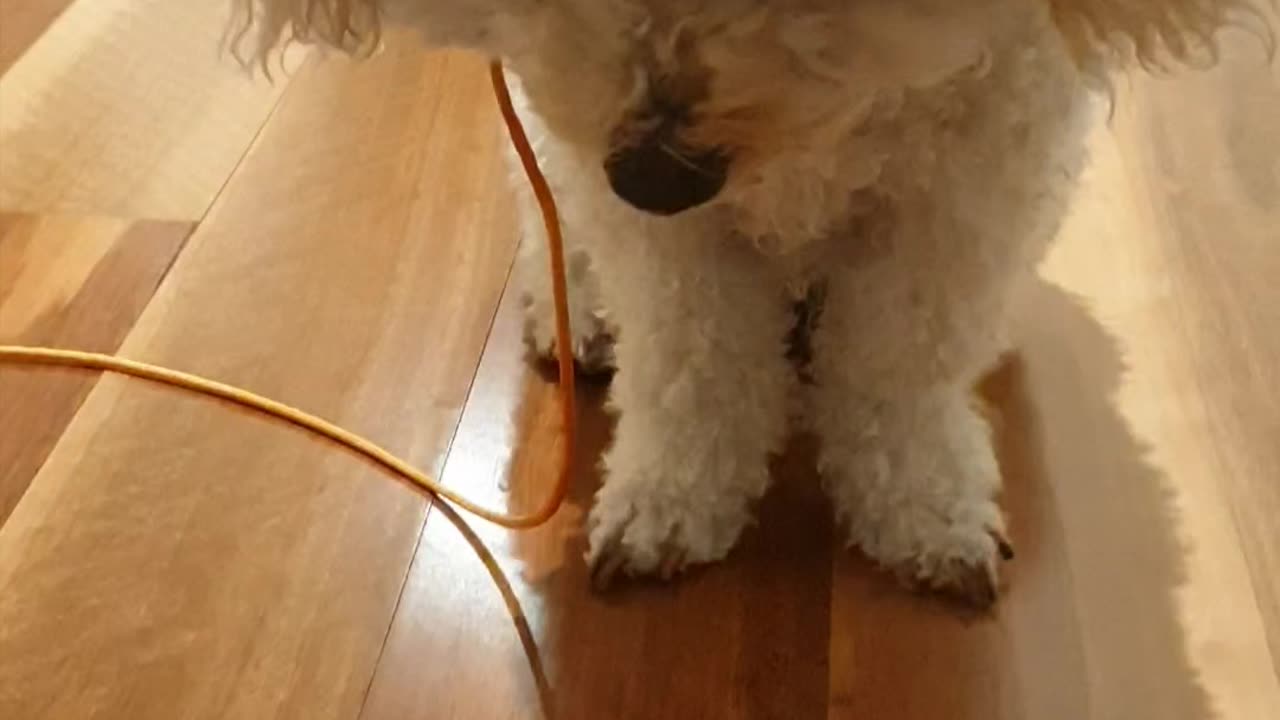 Sit Stay, Leave It on wooden floorboards