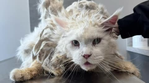 poor cats