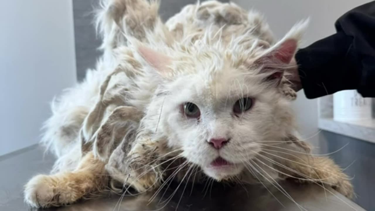 poor cats