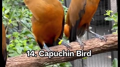 Animals that don't sound How they look