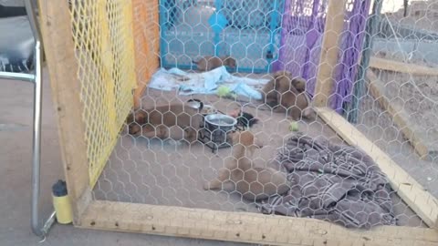 Puppy Cam Alert!