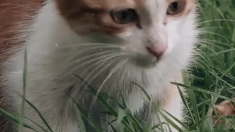 Try Not to Laugh: Funny Kitten Moments! 😂