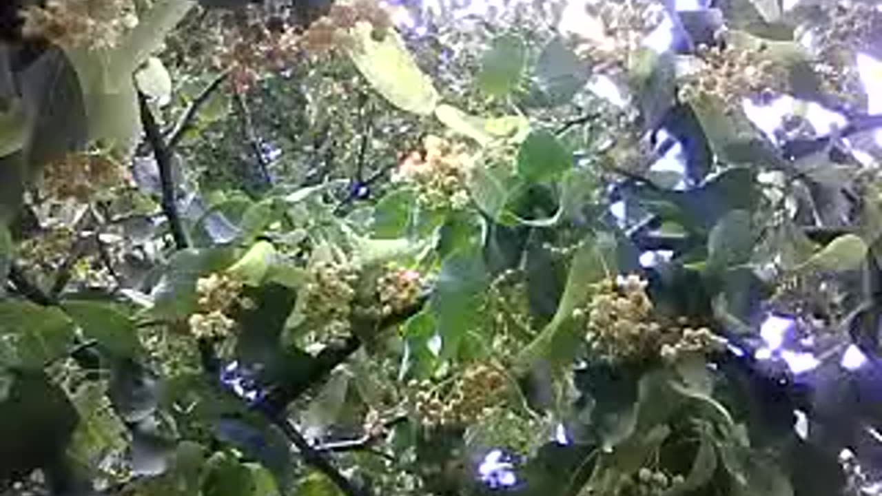 Experience the Magic of Linden Blossoms: Nature's Hidden Treasure