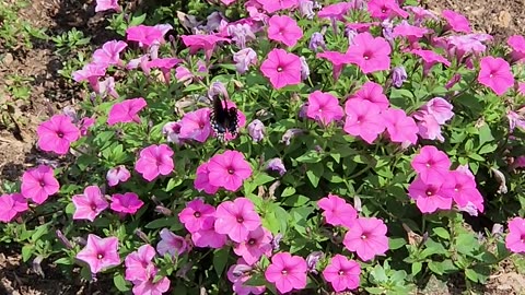 Two minute epic Butterfly chase through Petunia Colony #47