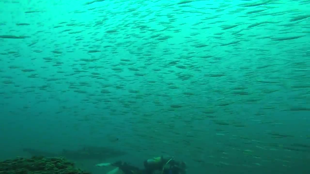 Shark Peek-a-Boo!