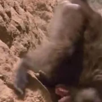 El Truco Milenario De Un Bosquimano Para Encontrar Agua Con Ayuda De Un Babuino