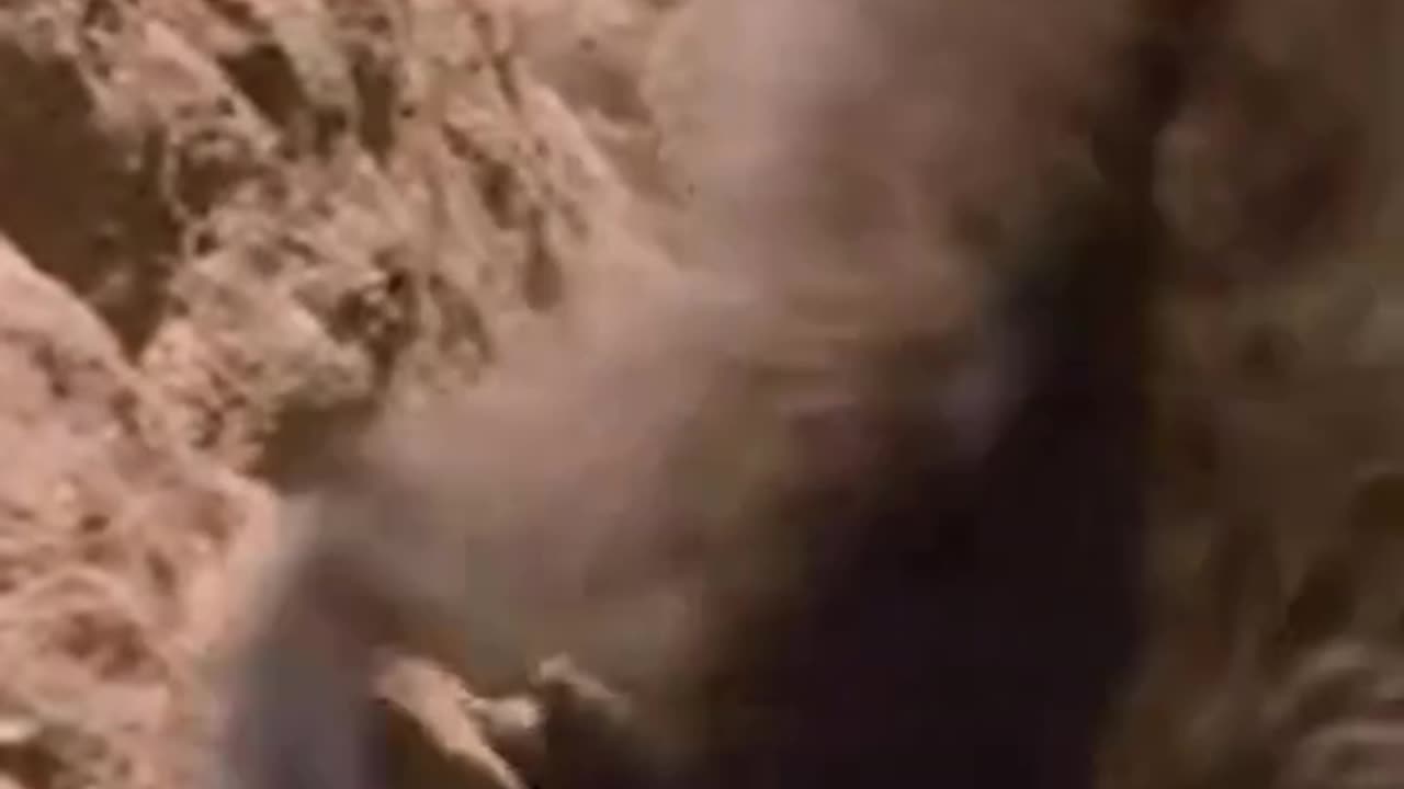 El Truco Milenario De Un Bosquimano Para Encontrar Agua Con Ayuda De Un Babuino