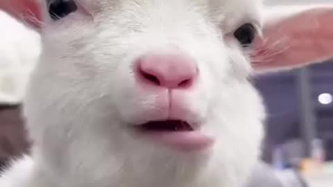🥰🥰🥰🥰🥰