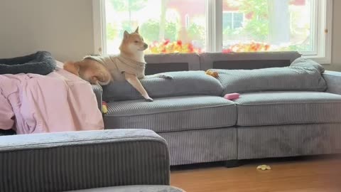 🎵🐶 The Funniest Dog Piano Solo You'll See Today! | FunFM