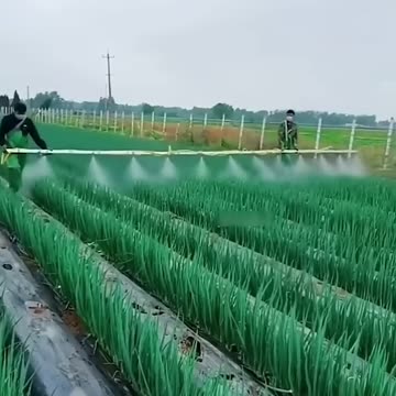 Ingenious Japanese Farming: Rice on Roofs & Bamboo Pesticide Sprayers! 🌾🏠 #farming #facts
