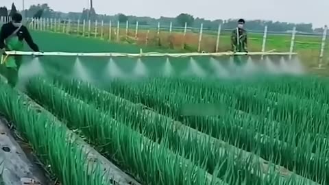 Ingenious Japanese Farming: Rice on Roofs & Bamboo Pesticide Sprayers! 🌾🏠 #farming #facts