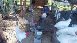 Chicken Live Stream