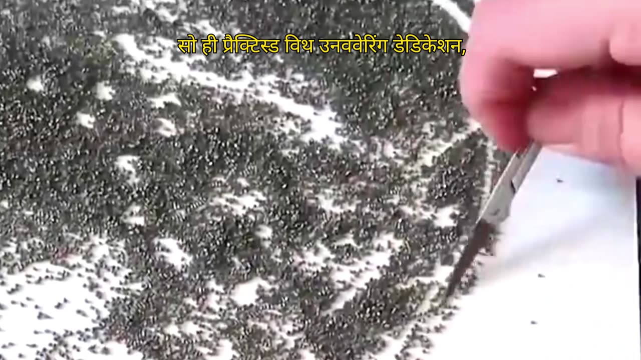 Animals Paint With Gun Powder