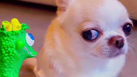Funny Chihuahua Dog With Big Attitude 🤣#Shorts