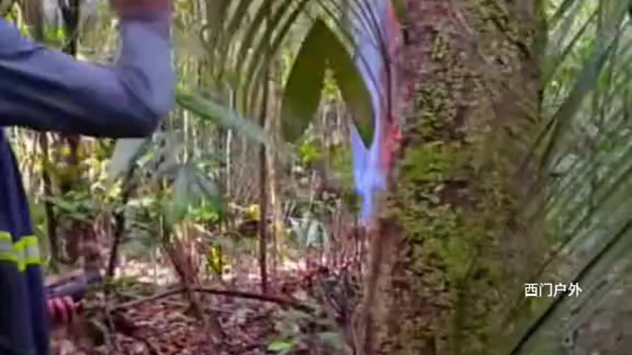 "Shocking! Fire Erupts from Tree Due to Gas Leak!" 🌳💨🔥 #Shorts