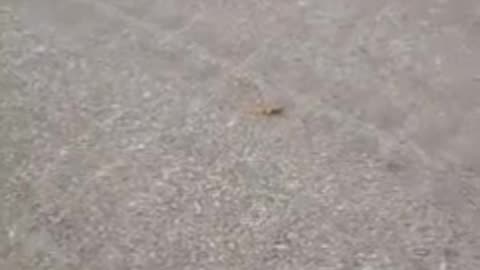 Ukraine has devised a new trap: drones drop PFM-1 mines and silently destroy Russian troops