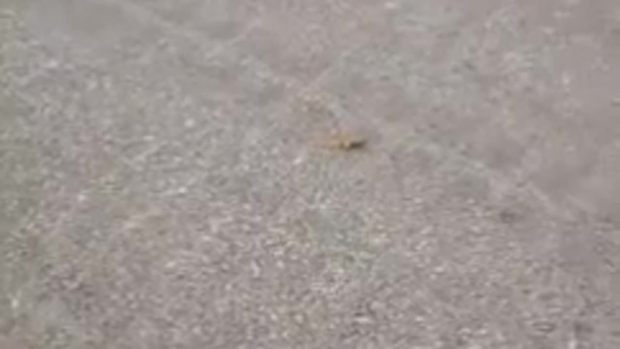 Ukraine has devised a new trap: drones drop PFM-1 mines and silently destroy Russian troops