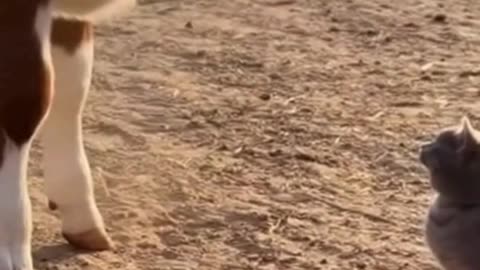 😺🐄 This Cat and Cow Became Best Friends… And It’s the Sweetest Thing Ever ✨