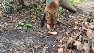 Hungry Fox Stopping By for Lunch