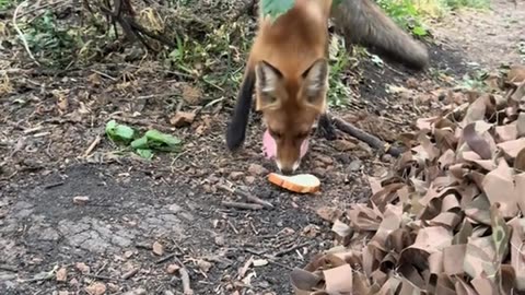 Hungry Fox Stopping By for Lunch