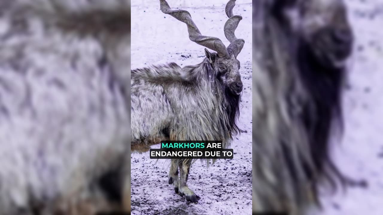 Markhor: The King of the Mountains