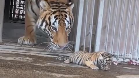 🐒😂 Cub's Great Escape Foiled by Mom! | FunFM