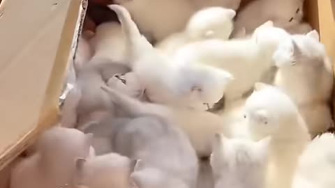 They gave me a whole box of kittens