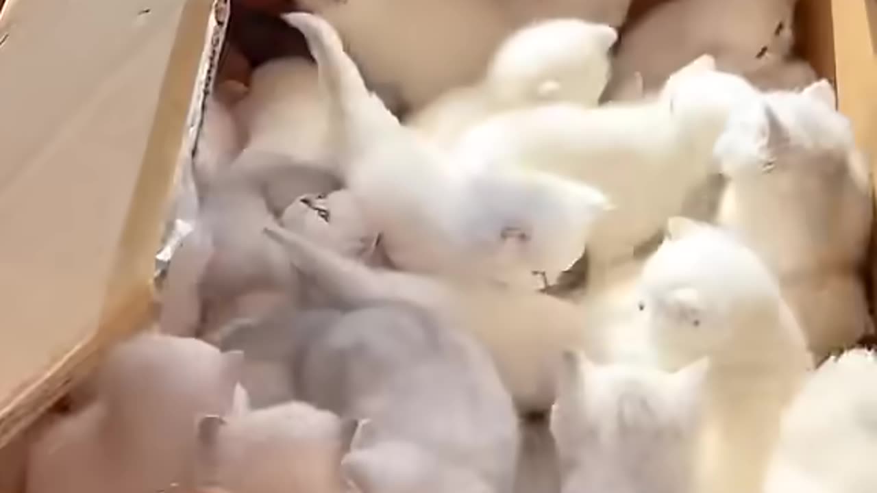 They gave me a whole box of kittens