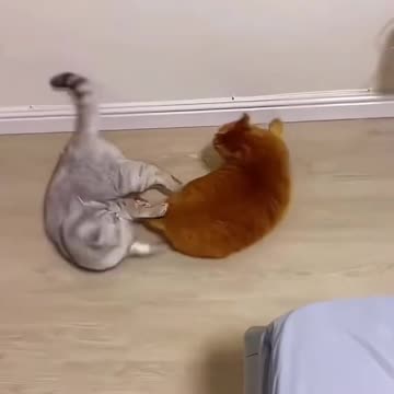 😹 "Playful Cats Teasing Each Other 😻 | Cutest Cat Duo Ever!"