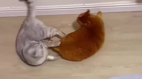 😹 "Playful Cats Teasing Each Other 😻 | Cutest Cat Duo Ever!"